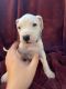 Dogo Argentino Puppies for sale in Appleton, WI, USA. price: NA