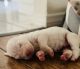 Dogo Argentino Puppies for sale in Sherman Oaks, Los Angeles, CA, USA. price: $1,500