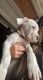 Dogo Argentino Puppies for sale in Naperville, IL, USA. price: $1,500