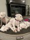 Dogo Argentino Puppies for sale in 13036 Sherman Way, North Hollywood, CA 91605, USA. price: NA