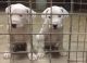 Dogo Argentino Puppies for sale in Boone, NC, USA. price: $1,000