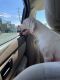Dogo Argentino Puppies for sale in Clarksville, TN, USA. price: NA