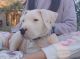 Dogo Argentino Puppies for sale in Plant City, FL, USA. price: $800
