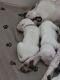 Dogo Argentino Puppies for sale in Peoria, AZ 85383, USA. price: $3,000
