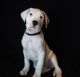 Dogo Argentino Puppies for sale in New Windsor, NY 12553, USA. price: $1,200