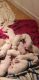Dogo Argentino Puppies for sale in Littleton, CO, USA. price: $2,000
