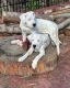 Dogo Argentino Puppies for sale in San Fernando, CA, USA. price: $1,000