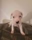 Dogo Argentino Puppies for sale in Littleton, CO, USA. price: $1,500