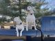 Dogo Argentino Puppies for sale in Ullin, IL 62992, USA. price: NA