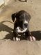Dogo Argentino Puppies for sale in Granbury, TX, USA. price: $1,000
