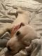 Dogo Argentino Puppies for sale in Sacramento, CA, USA. price: $800