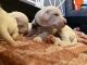 Dogo Argentino Puppies for sale in Naples, FL 34105, USA. price: NA