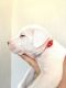 Dogo Argentino Puppies for sale in Bakersfield, CA, USA. price: $1,500