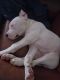 Dogo Argentino Puppies for sale in El Cajon, CA, USA. price: $600