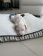 Dogo Argentino Puppies for sale in Miami, FL, USA. price: $1,800