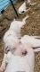 Dogo Argentino Puppies for sale in Snellville, GA, USA. price: $2,000