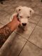 Dogo Argentino Puppies for sale in Chandler, AZ 85225, USA. price: $700
