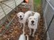 Dogo Argentino Puppies for sale in Brooklyn Center, MN, USA. price: $500