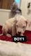 Dogo Argentino Puppies for sale in Reading, PA, USA. price: NA