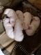 Dogo Argentino Puppies for sale in Bloomington, CA, USA. price: $1,500