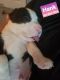 Dogo Argentino Puppies for sale in Mt Dora, FL 32757, USA. price: $600