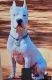 Dogo Argentino Puppies for sale in Hialeah, FL 33018, USA. price: NA
