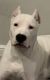 Dogo Argentino Puppies for sale in Fort Worth, TX 76114, USA. price: $1,800