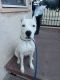 Dogo Argentino Puppies for sale in Long Beach, CA, USA. price: NA