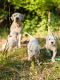 Dogo Argentino Puppies for sale in Willow Creek, CA, USA. price: $300
