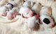 Dogo Argentino Puppies for sale in Indian Head, MD 20640, USA. price: NA