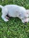 Dogo Argentino Puppies for sale in Columbia, SC, USA. price: $1,200