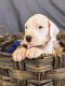 Dogo Argentino Puppies for sale in Victorville, CA, USA. price: $1,000