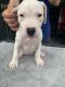 Dogo Argentino Puppies for sale in Gardner, KS 66030, USA. price: NA