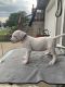 Dogo Argentino Puppies for sale in Gardner, KS 66030, USA. price: $500