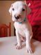 Dogo ArgentinoLos cachorrosen venta en California City, CA, USA. Precio: $3,500
