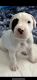 Dogo Argentino Puppies for sale in La Porte, TX 77571, USA. price: $300
