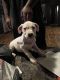 Dogo Argentino Puppies for sale in Indianapolis, IN, USA. price: $700