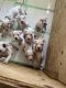 Dogo Argentino Puppies for sale in San Francisco, CA, USA. price: $2,500