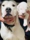 Dogo Argentino Puppies for sale in Tavares, FL 32778, USA. price: $2,000