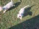 Dogo Argentino Puppies for sale in Columbia, SC, USA. price: $500