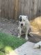 Dogo Argentino Puppies for sale in Saginaw, TX, USA. price: $1,000