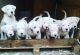 Dogo Argentino Puppies