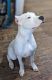Dogo Argentino Puppies for sale in Easton, PA, USA. price: $3,500