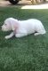 Dogo Argentino Puppies for sale in Fontana, CA, USA. price: $1,100