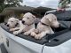 Dogo Argentino Puppies