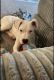 Dogo Argentino Puppies for sale in Woodbridge, VA 22191, USA. price: $900