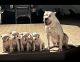 Dogo Argentino Puppies for sale in Menasha, WI 54952, USA. price: $1,500