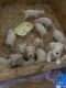 Dogo Argentino Puppies for sale in Indianapolis, IN, USA. price: $2,500