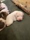 Dogo Argentino Puppies for sale in Knoxville, TN, USA. price: $800