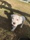 Dogo Argentino Puppies for sale in Lakeland, FL, USA. price: $1,000